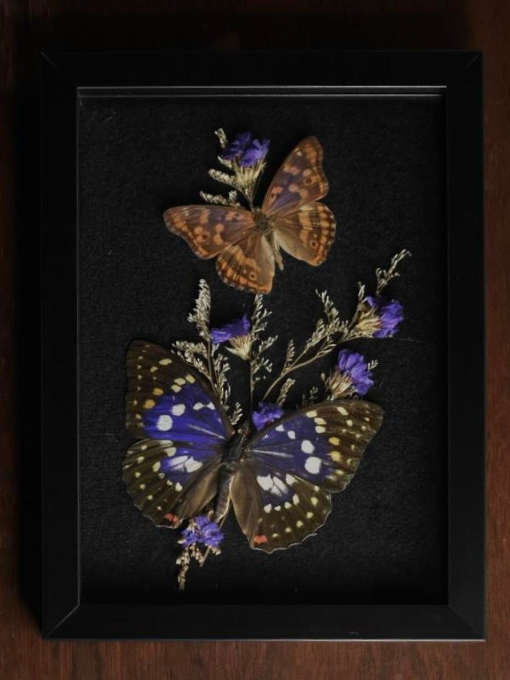Framed purple butterfly specimens